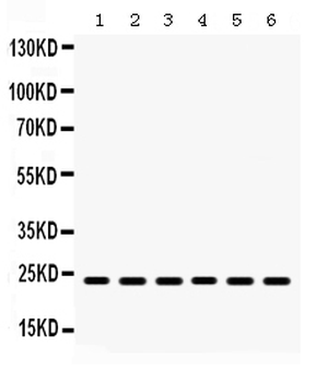 Anti-HMG4/HMGB3 Antibody