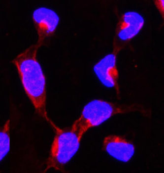 Anti-Hsp90 alpha/HSP90AA1 Antibody