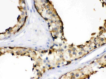 Anti-Hsp90 alpha/HSP90AA1 Antibody