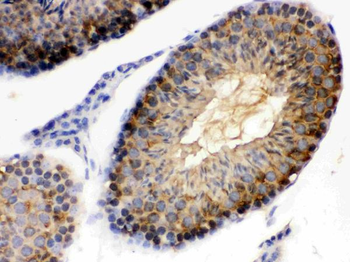 Anti-Hsp90 alpha/HSP90AA1 Antibody