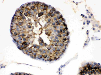 Anti-Hsp90 alpha/HSP90AA1 Antibody