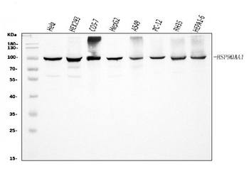 Anti-Hsp90 alpha/HSP90AA1 Antibody
