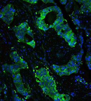 Anti-Hsp90 beta/HSP90AB1 Antibody