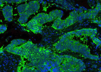 Anti-Hsp90 beta/HSP90AB1 Antibody