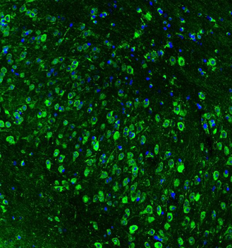 Anti-Hsp90 beta/HSP90AB1 Antibody
