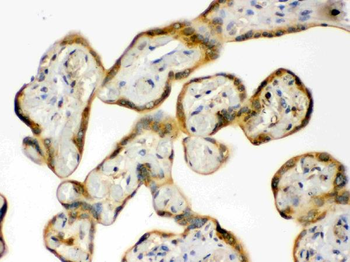 Anti-Hsp90 beta/HSP90AB1 Antibody