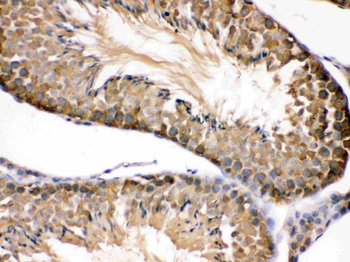 Anti-Hsp90 beta/HSP90AB1 Antibody
