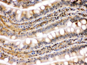 Anti-Hsp90 beta/HSP90AB1 Antibody