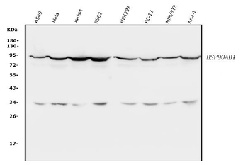 Anti-Hsp90 beta/HSP90AB1 Antibody