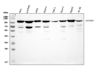 GRP94/HSP90B1 Antibody