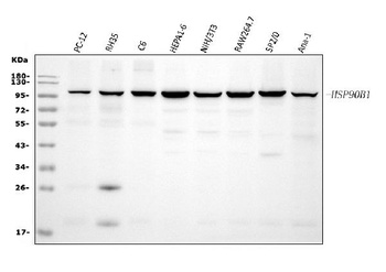 GRP94/HSP90B1 Antibody