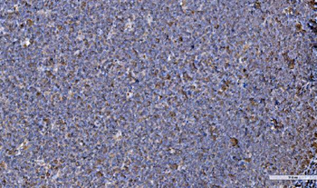 Anti-GRP94/HSP90B1 Antibody
