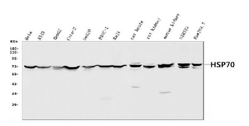 Anti-Hsp70/HSPA1A/HSPA1B Antibody