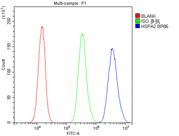 Anti-HSPA2 Antibody