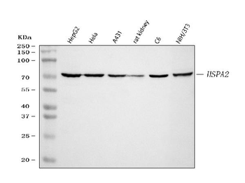 Anti-HSPA2 Antibody