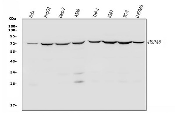Hsc70/HSPA8 Antibody