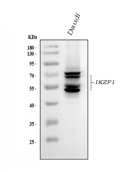 Anti-Ikaros/IKZF1 Antibody