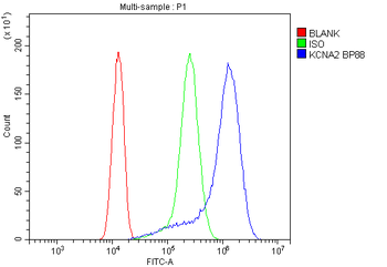 Kv1.2/KCNA2 Antibody