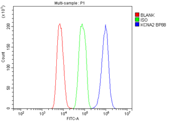 Anti-Kv1.2/KCNA2 Antibody