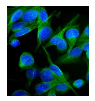 Anti-Kv1.2/KCNA2 Antibody