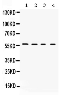 Anti-Kv1.2/KCNA2 Antibody