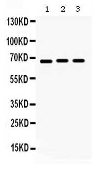 KCNA5 Antibody