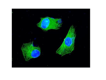 Anti-KChIP2/KCNIP2 Antibody