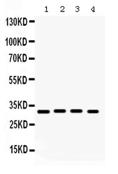 Anti-KChIP2/KCNIP2 Antibody
