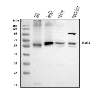 Anti-Monoamine Oxidase A/MAOA Antibody