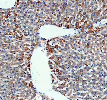Anti-Monoamine Oxidase B/MAOB Antibody