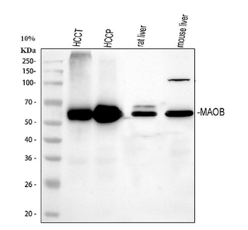 Anti-Monoamine Oxidase B/MAOB Antibody