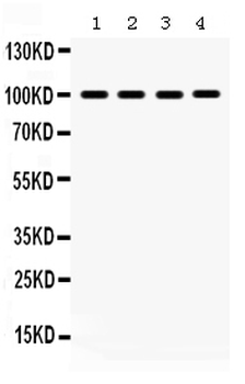 MAPK6 Rabbit Polyclonal Antibody