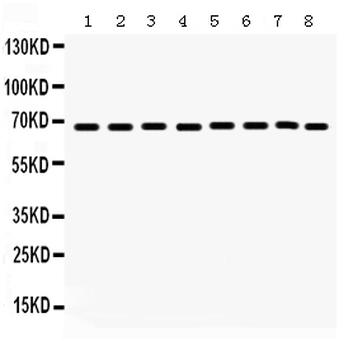 Anti-SHP2/PTPN11 Antibody