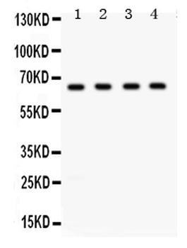 Anti-FE65/APBB1 Antibody