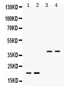 Anti-BMP2 Antibody