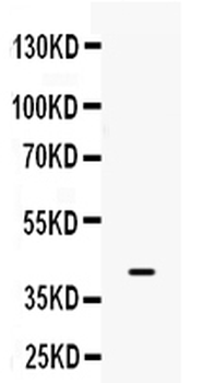 BMP6 Antibody