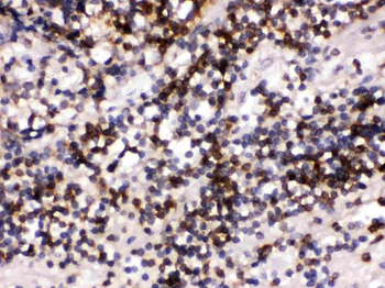 CD22 Rabbit Polyclonal Antibody