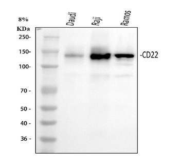 CD22 Rabbit Polyclonal Antibody