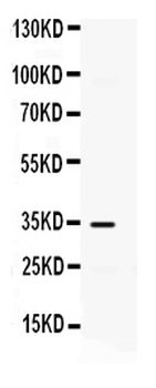 IP10/CXCL10 Antibody