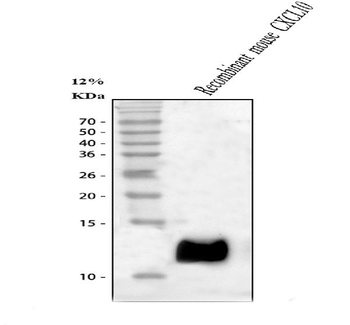 Anti-IP10/CXCL10 Antibody