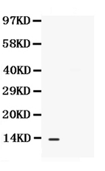 BCA1/CXCL13 Antibody