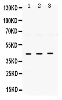ELAVL4 Antibody