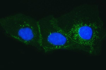 Anti-Tissue Factor/F3 Antibody