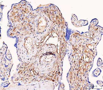 Anti-Tissue Factor/F3 Antibody