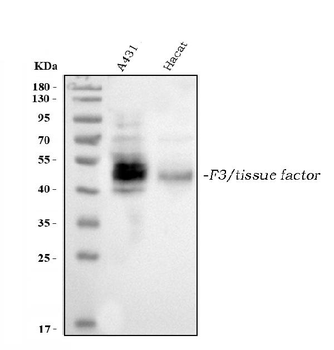 Anti-Tissue Factor/F3 Antibody