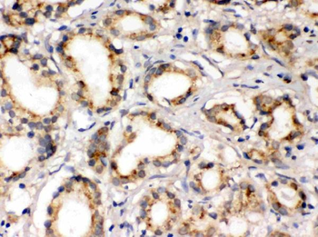 FXYD1 Rabbit Polyclonal Antibody