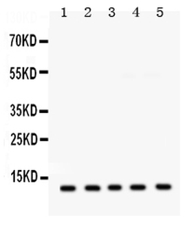 Anti-FXYD1 Antibody