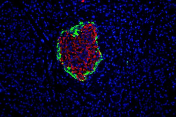 Anti-GLP1/GCG Antibody