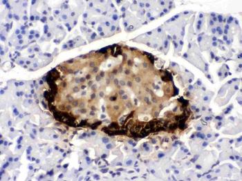 Anti-GLP1/GCG Antibody