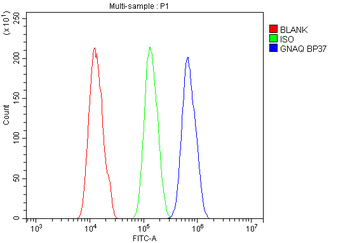 GNAQ Antibody